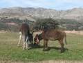 Califa y Boqueron