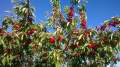 Cerezas en el árbol